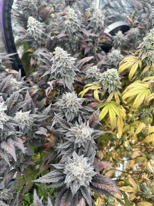 Auto/ Photo Grow. Week 25