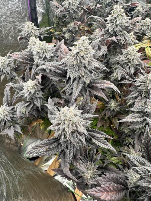 Auto/ Photo Grow. Week 25