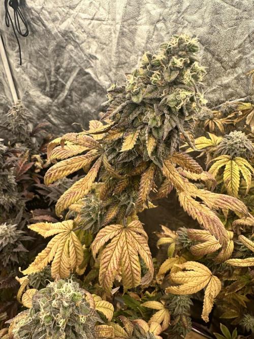 Auto/ Photo Grow. Week 25