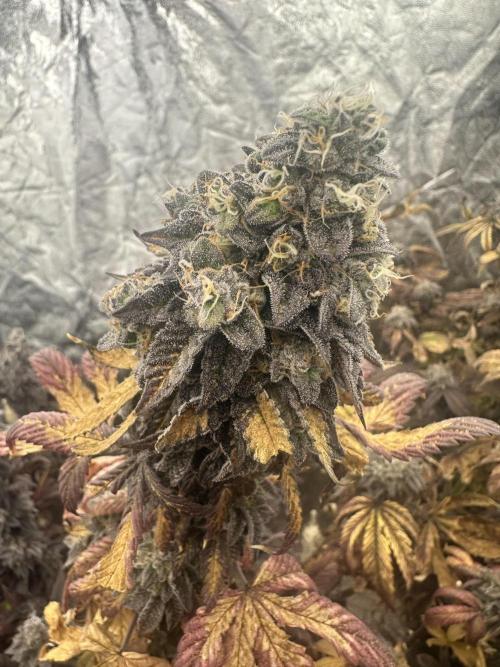 Auto/ Photo Grow. Week 26