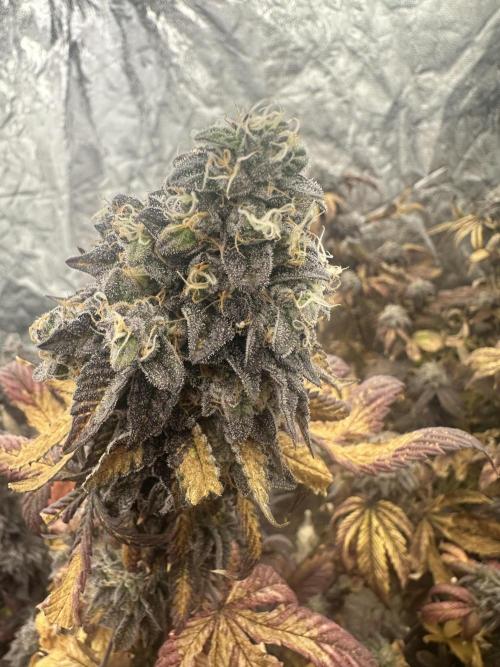 Auto/ Photo Grow. Week 26