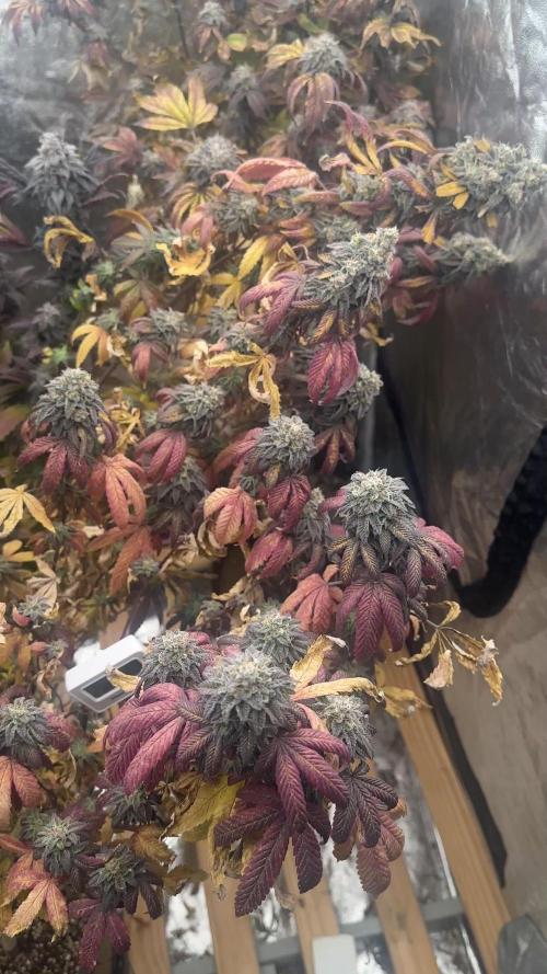 Auto/ Photo Grow