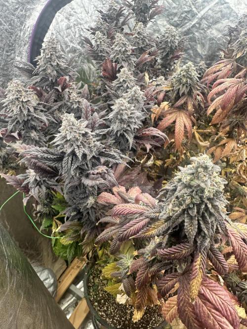 Auto/ Photo Grow. Week 26