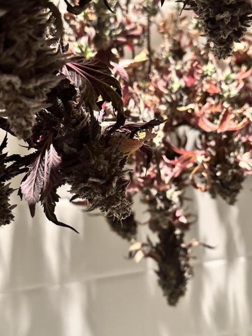 Auto/ Photo Grow. Week 27