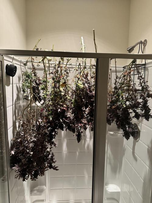 Auto/ Photo Grow. Week 27