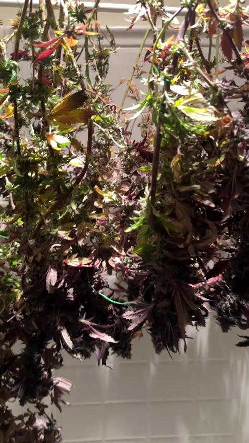 Auto/ Photo Grow