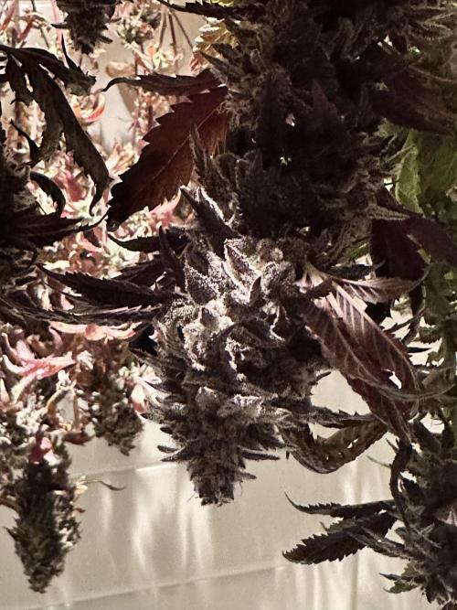 Auto/ Photo Grow. Week 27