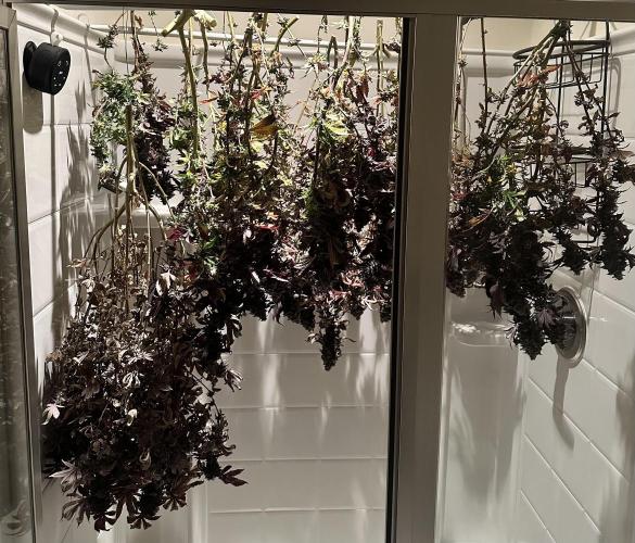 Auto/ Photo Grow. Week 27