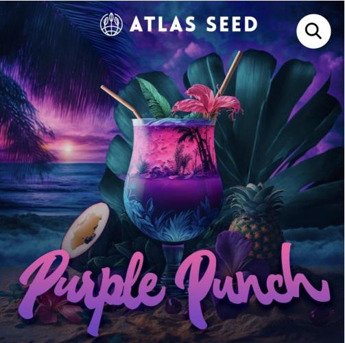 Purple Punch & Purple Ghost Candy. Week 0