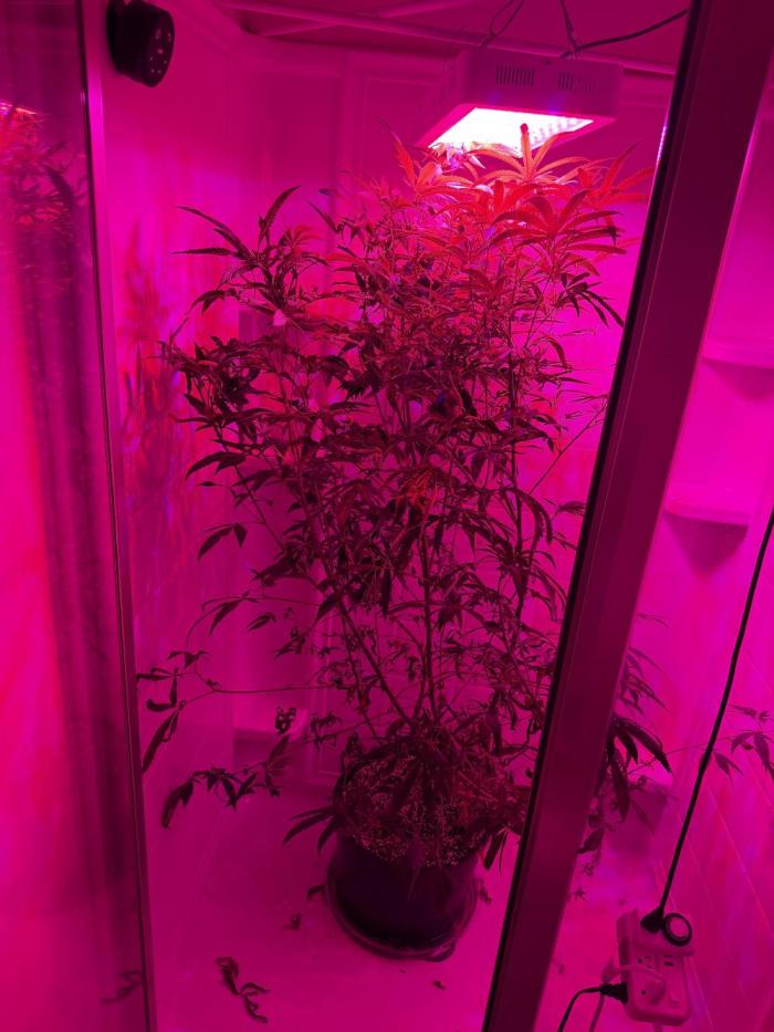 Purple Punch & Purple Ghost Candy. Week 1