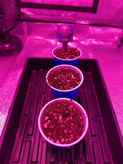 Zamnesia Grow Cup 2026 Sticky Broccoli. Week 1