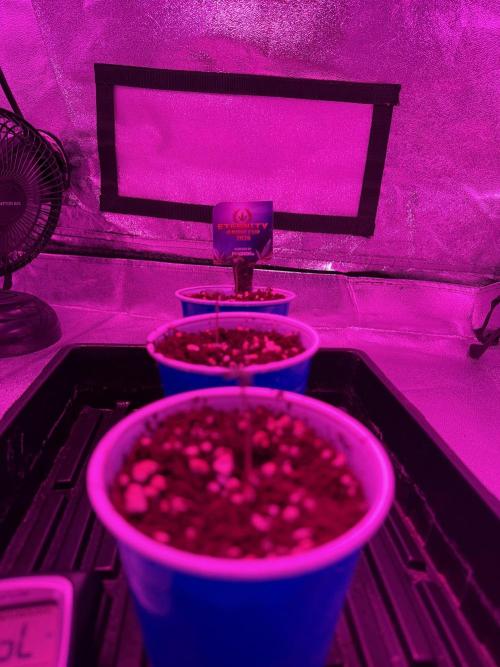 Zamnesia Grow Cup 2026 Sticky Broccoli. Week 1