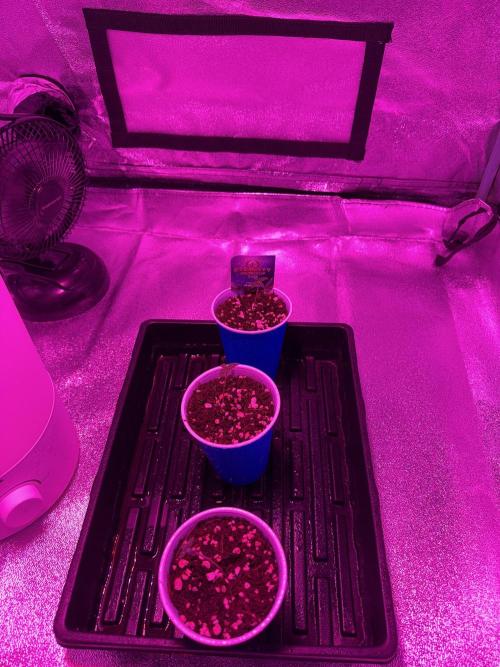 Zamnesia Grow Cup 2026 Sticky Broccoli. Week 1