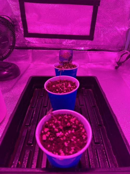 Zamnesia Grow Cup 2026 Sticky Broccoli. Week 1