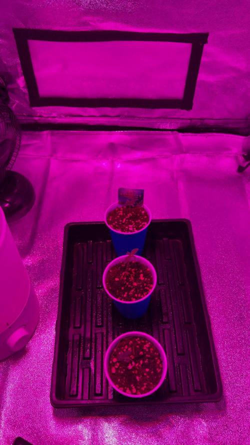 Zamnesia Grow Cup 2026 Sticky Broccoli