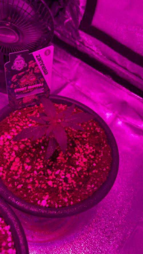 Zamnesia Grow Cup 2026 Sticky Broccoli