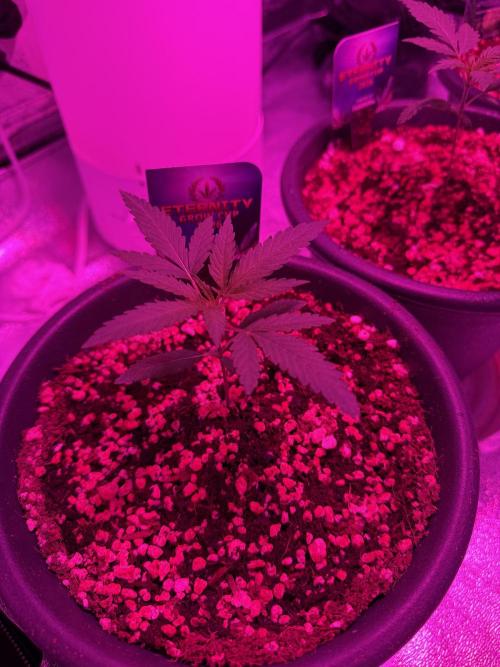 Zamnesia Grow Cup 2026 Sticky Broccoli. Week 3