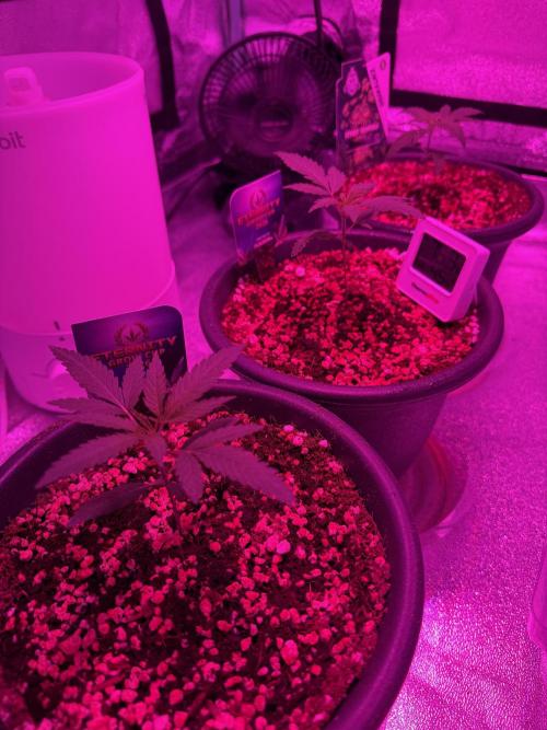 Zamnesia Grow Cup 2026 Sticky Broccoli. Week 3