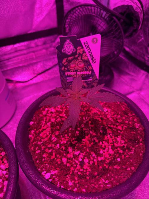Zamnesia Grow Cup 2026 Sticky Broccoli. Week 3