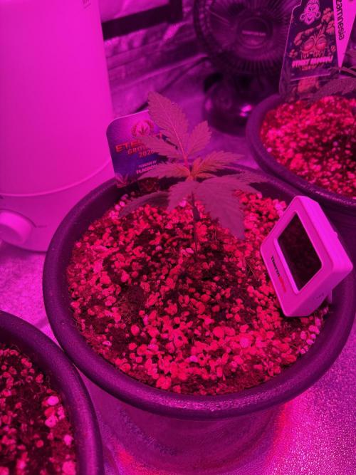 Zamnesia Grow Cup 2026 Sticky Broccoli. Week 3