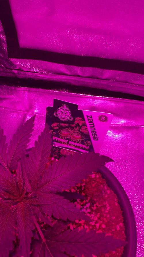 Zamnesia Grow Cup 2026 Sticky Broccoli