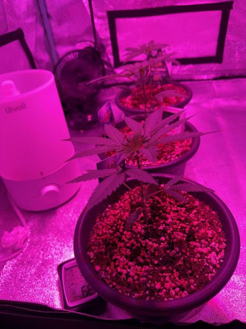 Zamnesia Grow Cup 2026 Sticky Broccoli. Week 4