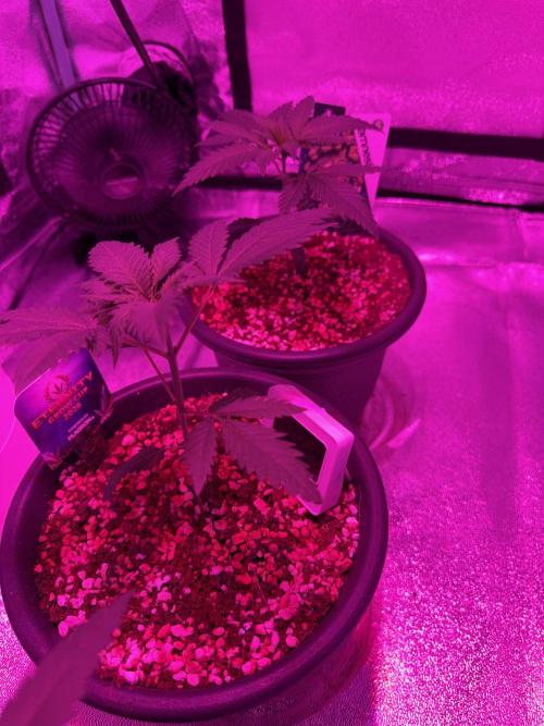 Zamnesia Grow Cup 2026 Sticky Broccoli. Week 4