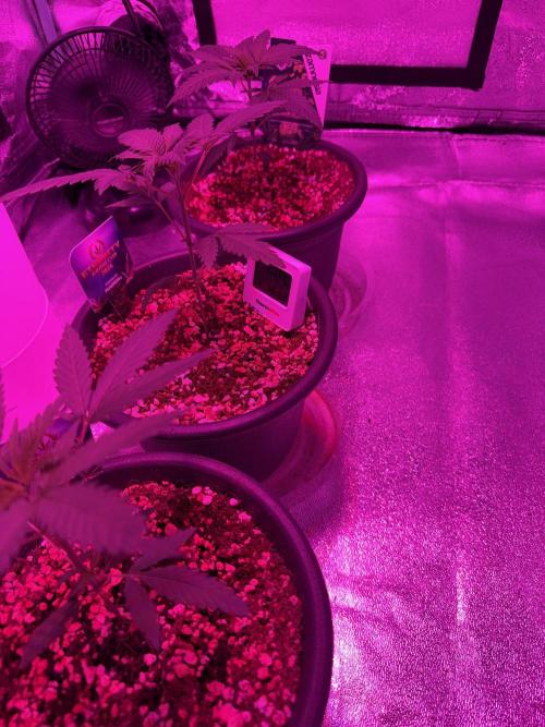 Zamnesia Grow Cup 2026 Sticky Broccoli. Week 4
