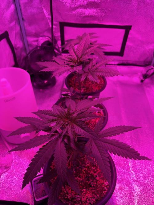 Zamnesia Grow Cup 2026 Sticky Broccoli. Week 5
