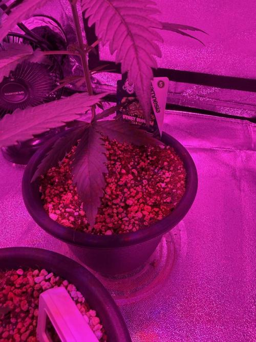 Zamnesia Grow Cup 2026 Sticky Broccoli. Week 5