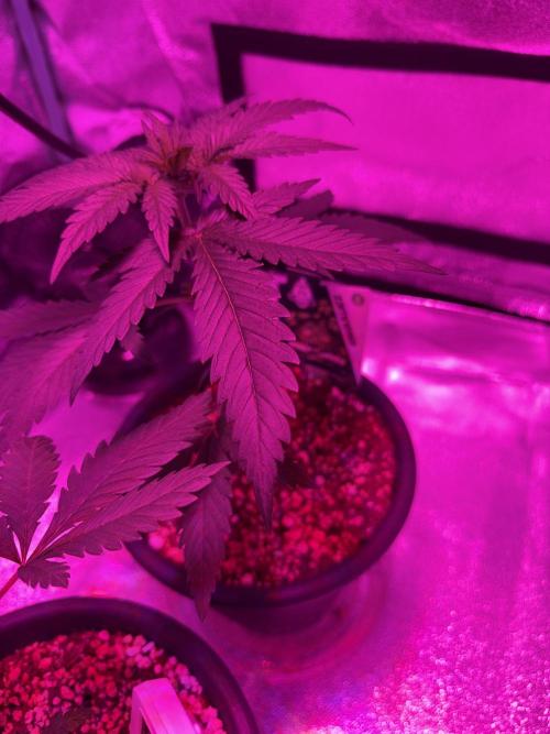 Zamnesia Grow Cup 2026 Sticky Broccoli. Week 5