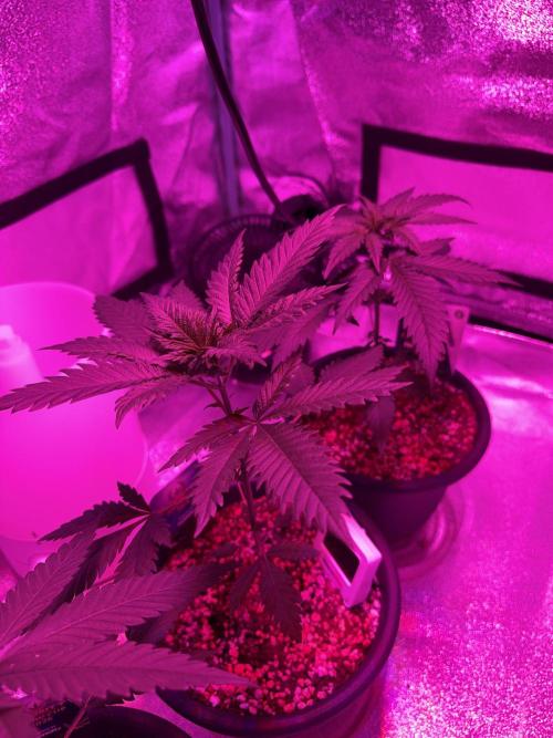 Zamnesia Grow Cup 2026 Sticky Broccoli. Week 5