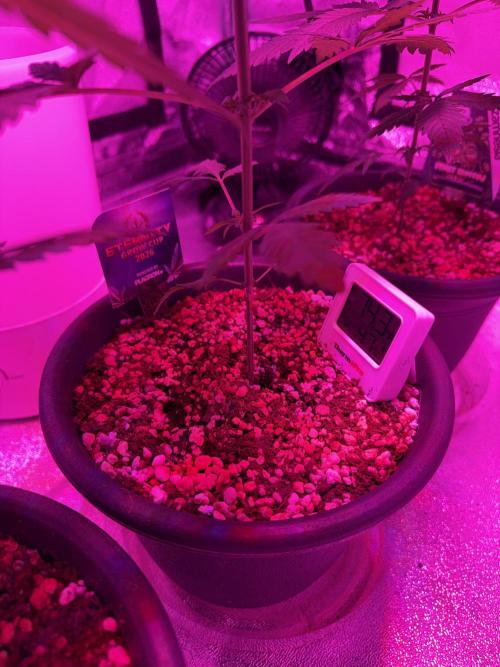 Zamnesia Grow Cup 2026 Sticky Broccoli. Week 5