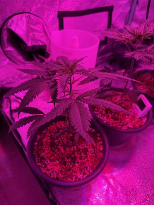 Zamnesia Grow Cup 2026 Sticky Broccoli. Week 5