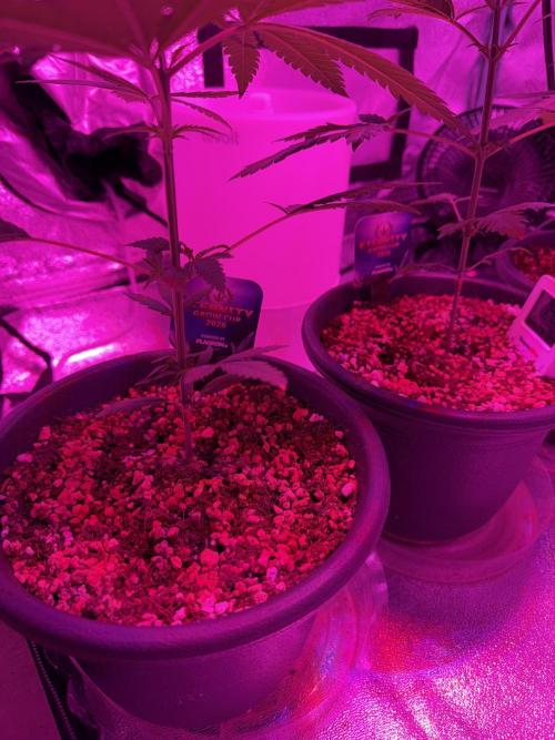 Zamnesia Grow Cup 2026 Sticky Broccoli. Week 5