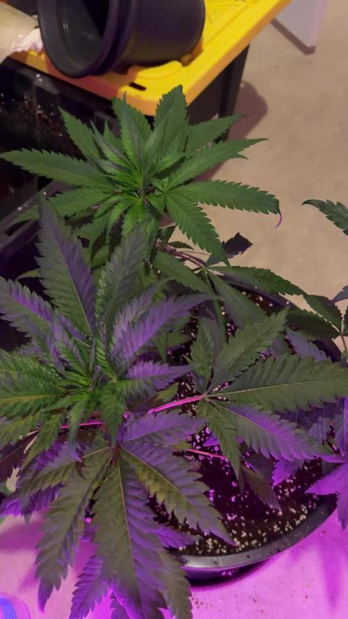 Zamnesia Grow Cup 2026 Sticky Broccoli