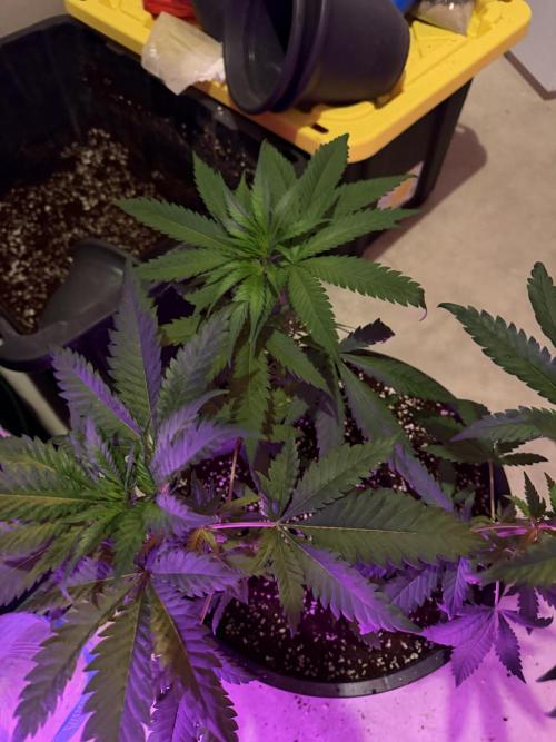 Zamnesia Grow Cup 2026 Sticky Broccoli. Week 6