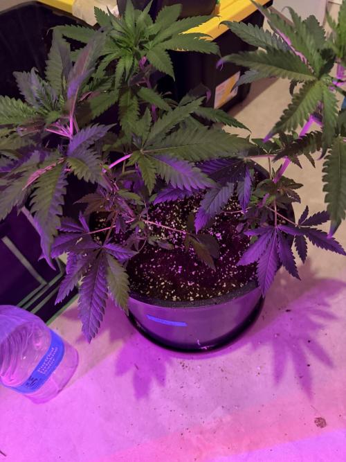 Zamnesia Grow Cup 2026 Sticky Broccoli. Week 6