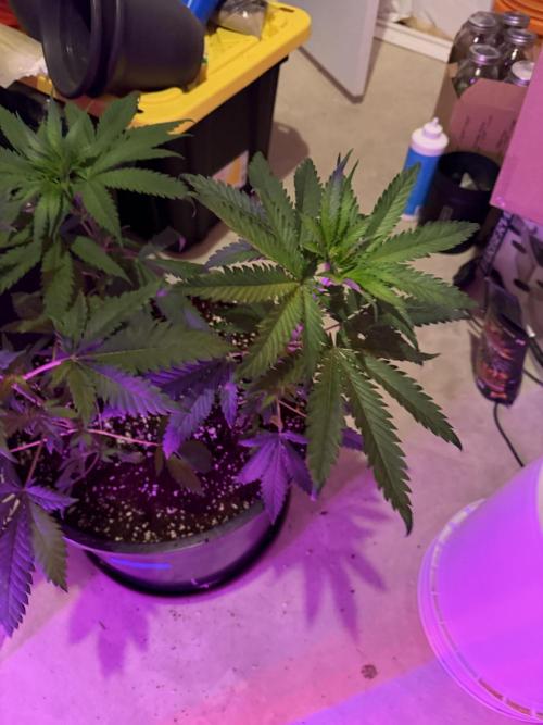 Zamnesia Grow Cup 2026 Sticky Broccoli. Week 6