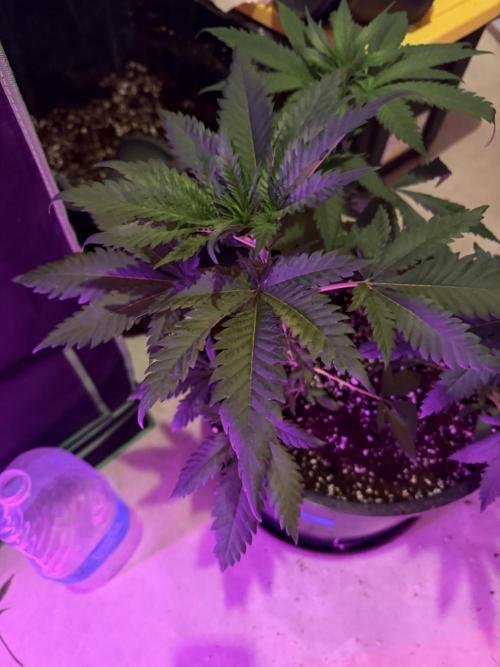 Zamnesia Grow Cup 2026 Sticky Broccoli. Week 6