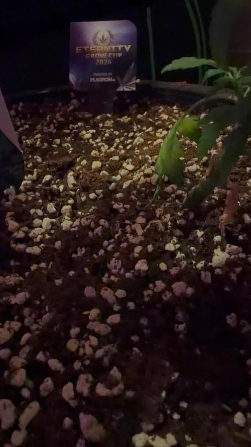 Zamnesia Grow Cup 2026 Sticky Broccoli