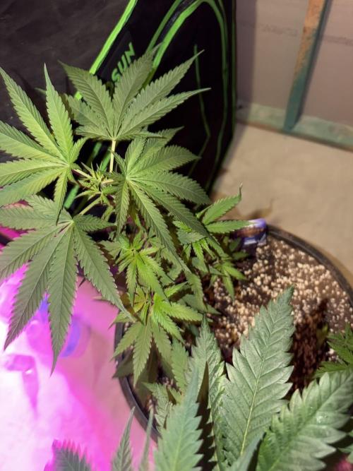 Zamnesia Grow Cup 2026 Sticky Broccoli. Week 7