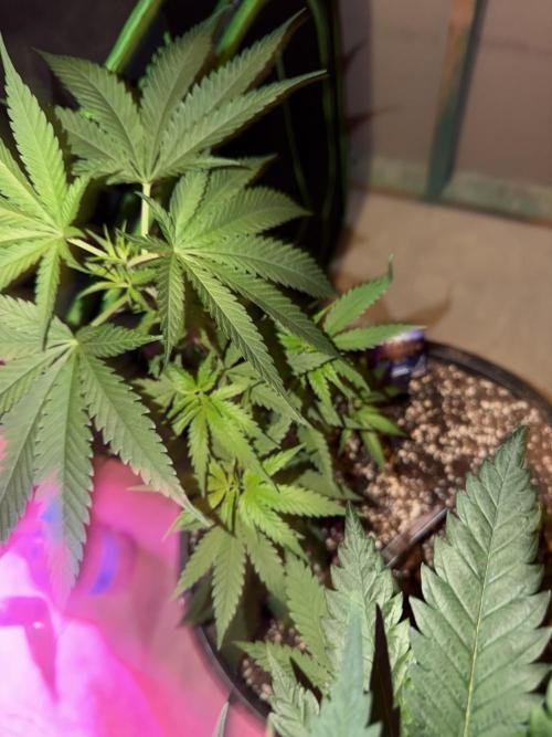 Zamnesia Grow Cup 2026 Sticky Broccoli. Week 7