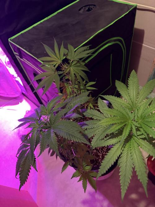 Zamnesia Grow Cup 2026 Sticky Broccoli. Week 7