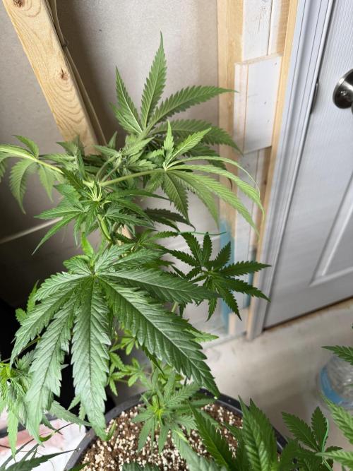 Zamnesia Grow Cup 2026 Sticky Broccoli. Week 8