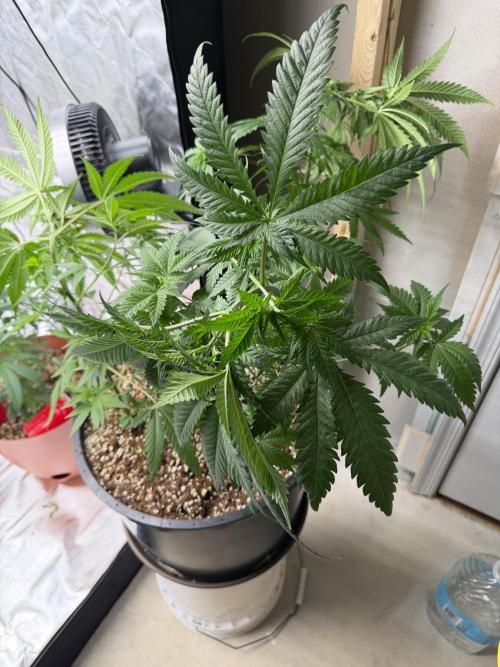 Zamnesia Grow Cup 2026 Sticky Broccoli. Week 8