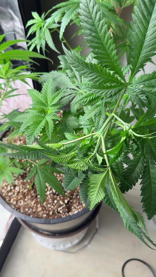 Zamnesia Grow Cup 2026 Sticky Broccoli