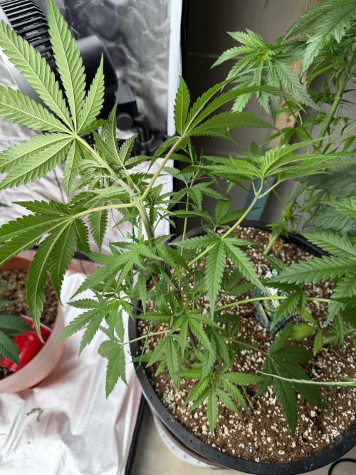 Zamnesia Grow Cup 2026 Sticky Broccoli. Week 8