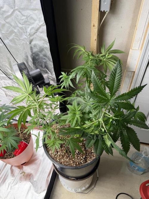 Zamnesia Grow Cup 2026 Sticky Broccoli. Week 8