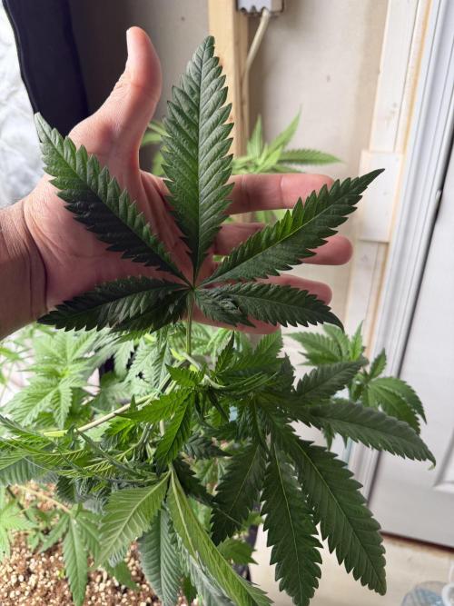 Zamnesia Grow Cup 2026 Sticky Broccoli. Week 8